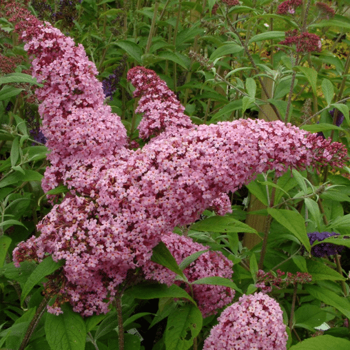 Vlinderstruik roze